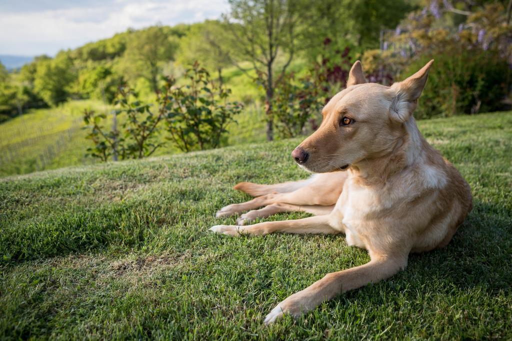 Le Cetinelle Guest House Greve in Chianti Luaran gambar